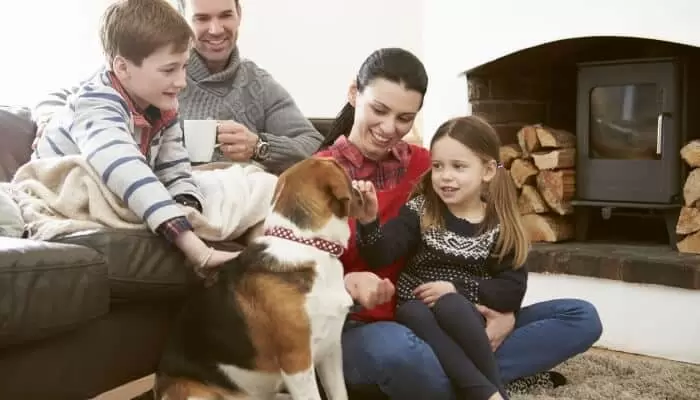Family Comfort Indoors Petting Dog